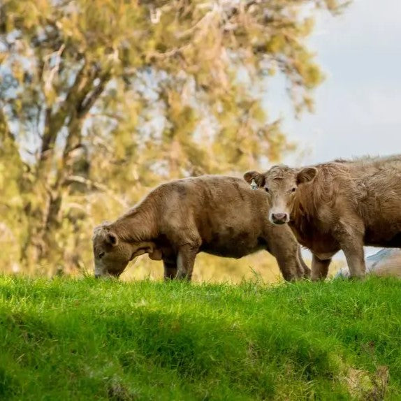 Den tabte kunst at lave mad langsomt